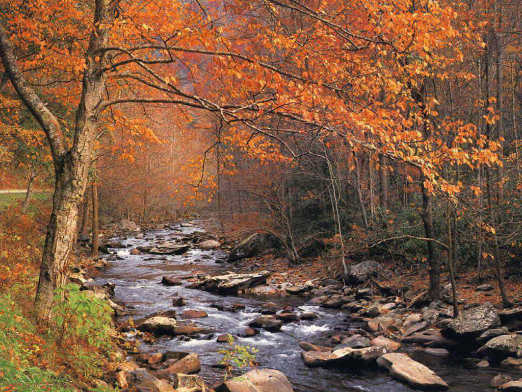 1024 X 768 Autumn Babbling Brook At Forest Wallpaper