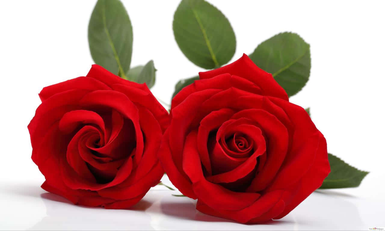 1280x768 Rose Lying Together Wallpaper