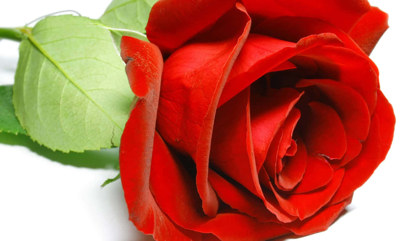 1280x768 Rose On A White Surface Wallpaper