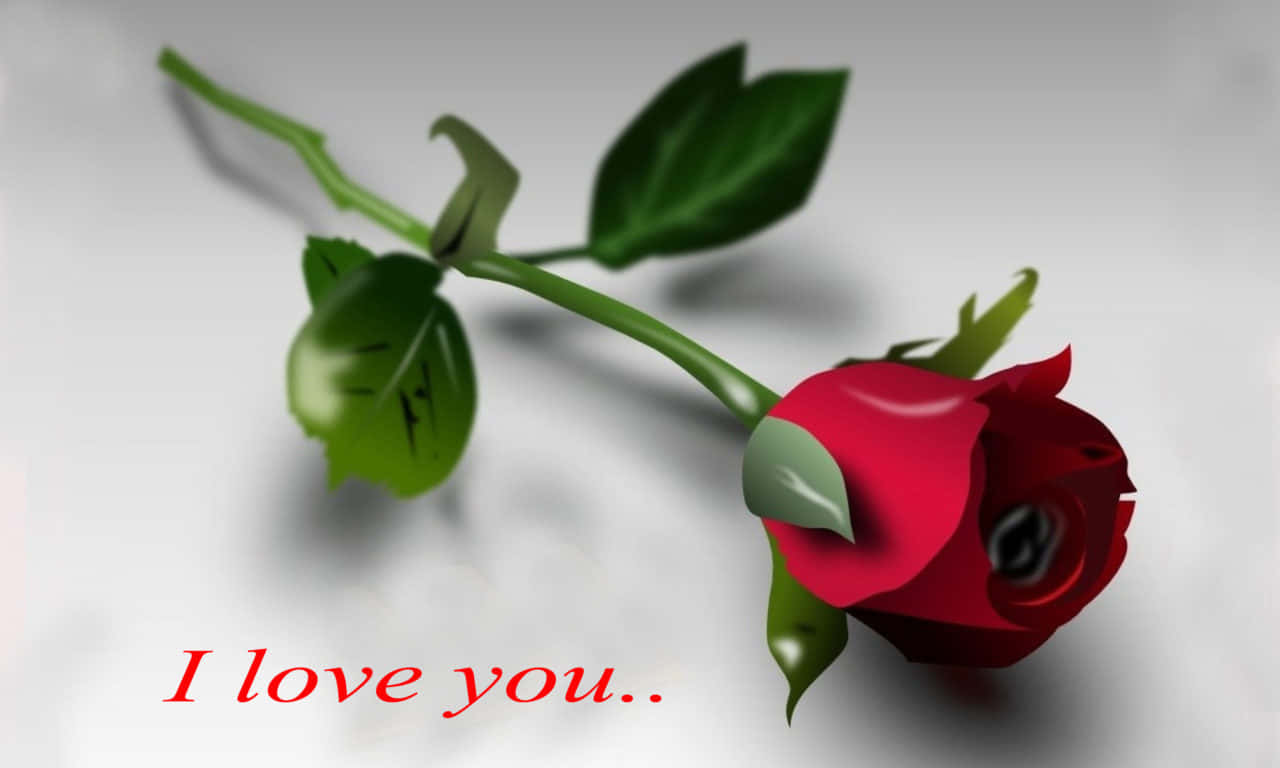 1280x768 Rose With A Message Wallpaper