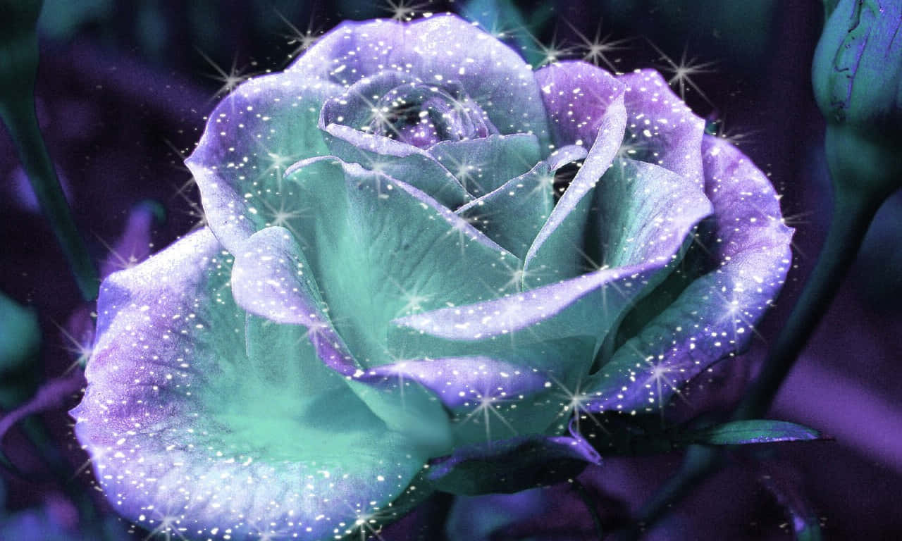 1280x768 Rose With Shimmering Petals Wallpaper