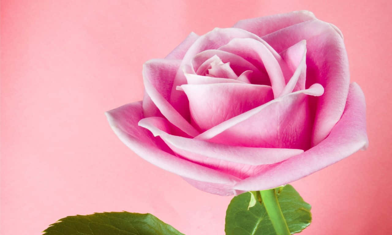 1280x768 Rose With Soft Petals Wallpaper