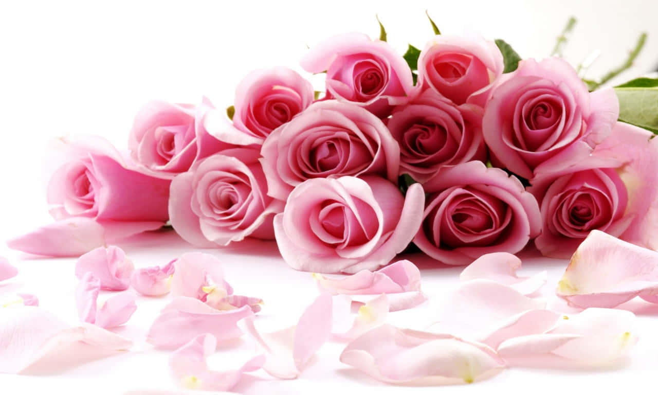 1280x768 Rose With White Petals Wallpaper