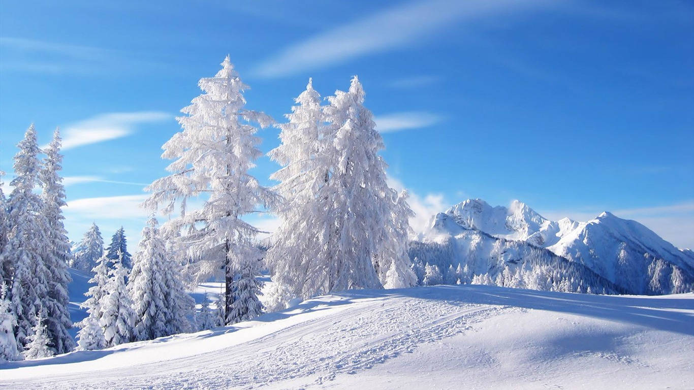 1366 X 768 Winter Forest White Trees Wallpaper