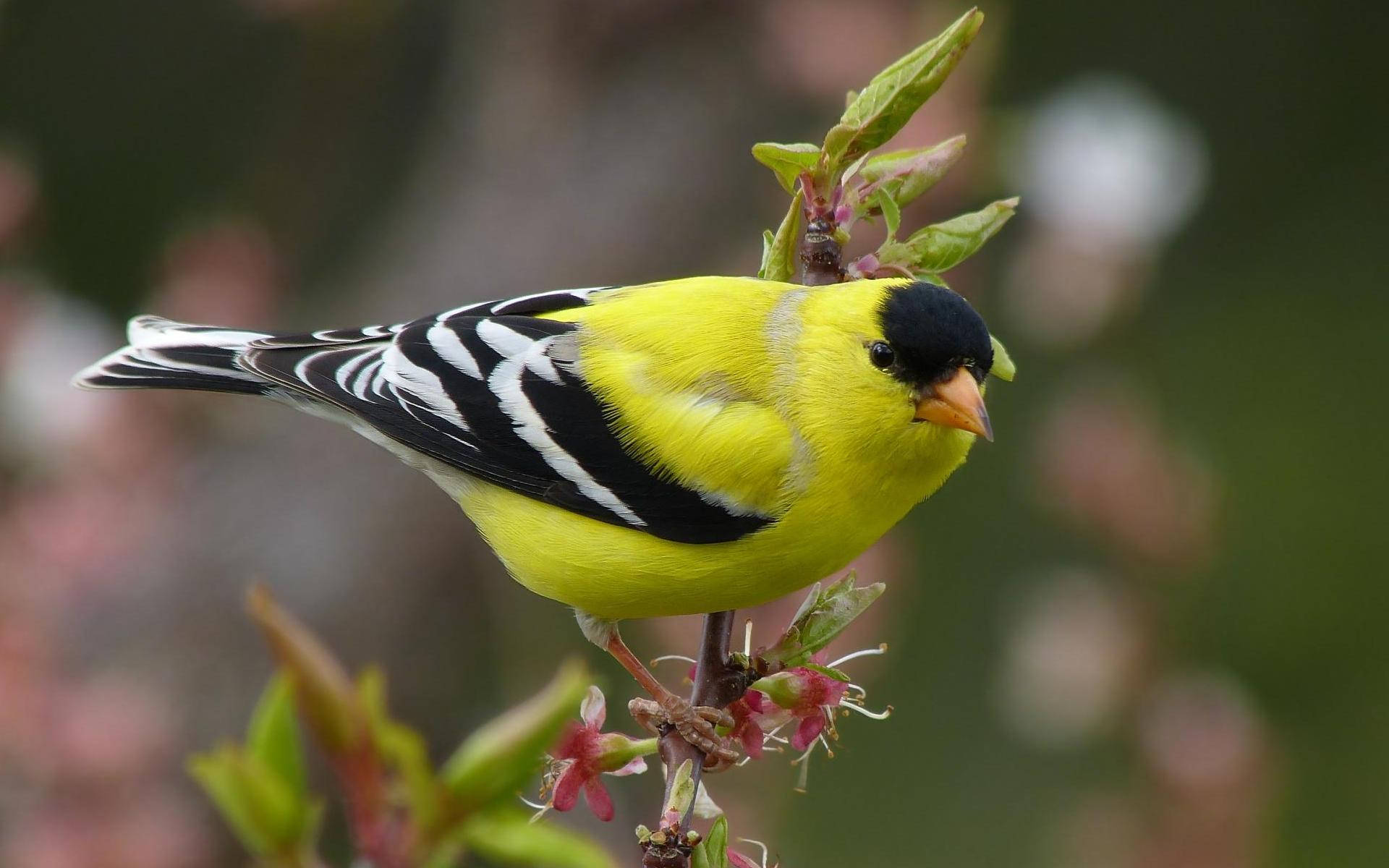 1920x1080 Hd Birds American Goldfinch Wallpaper