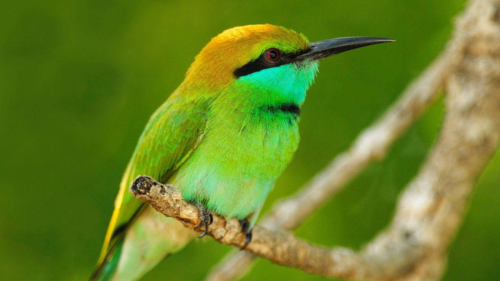 1920x1080 Hd Birds Asian Green Bee-eater Wallpaper