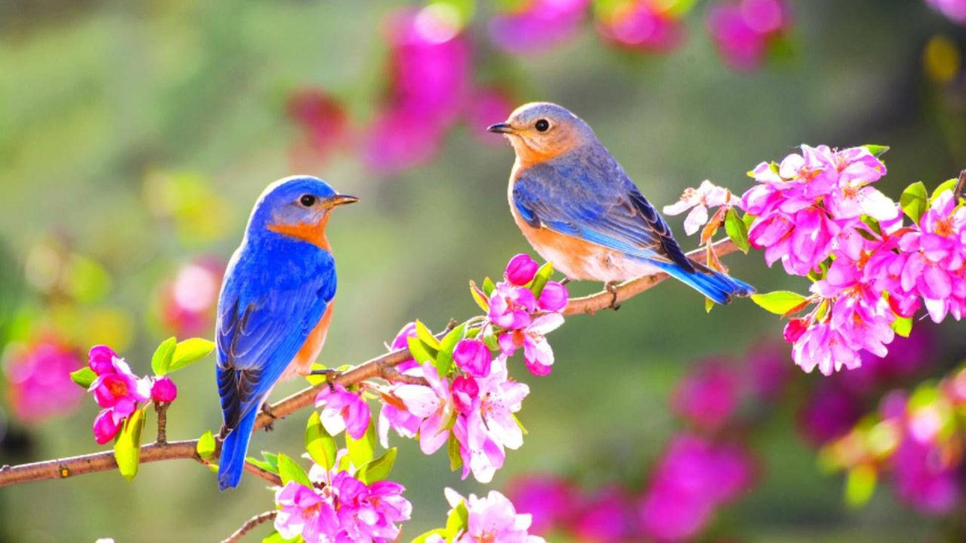 1920x1080 Hd Birds Bluebirds Wallpaper