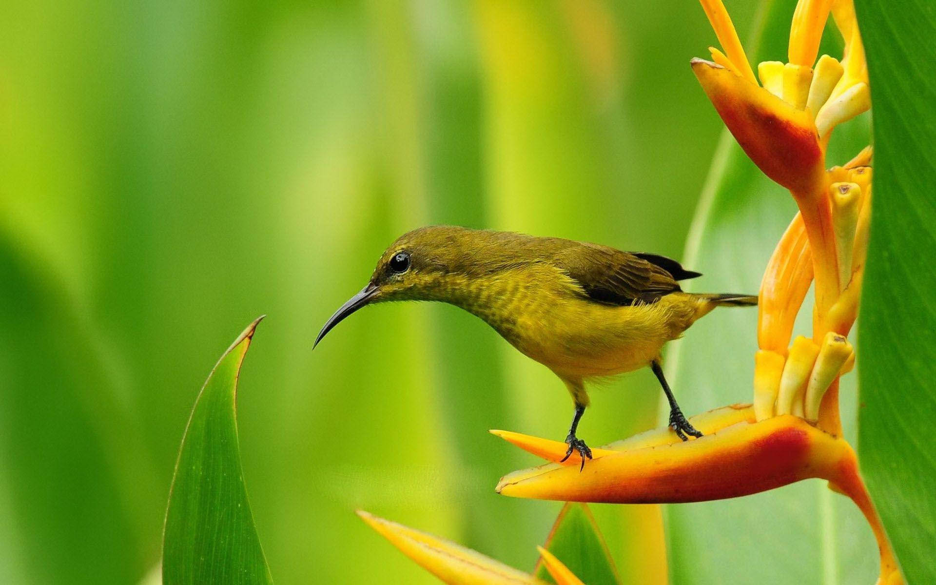 1920x1080 Hd Birds Cheeps Hummingbird Wallpaper