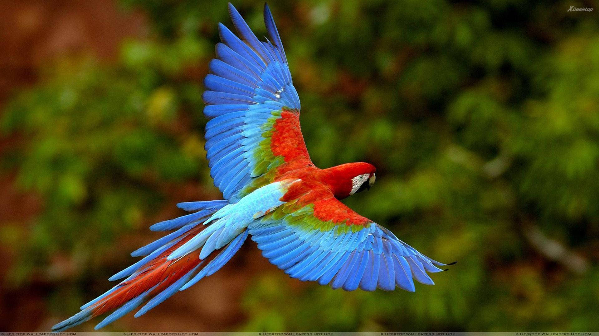 1920x1080 Hd Birds Macaw On Blurry Backdrop Wallpaper