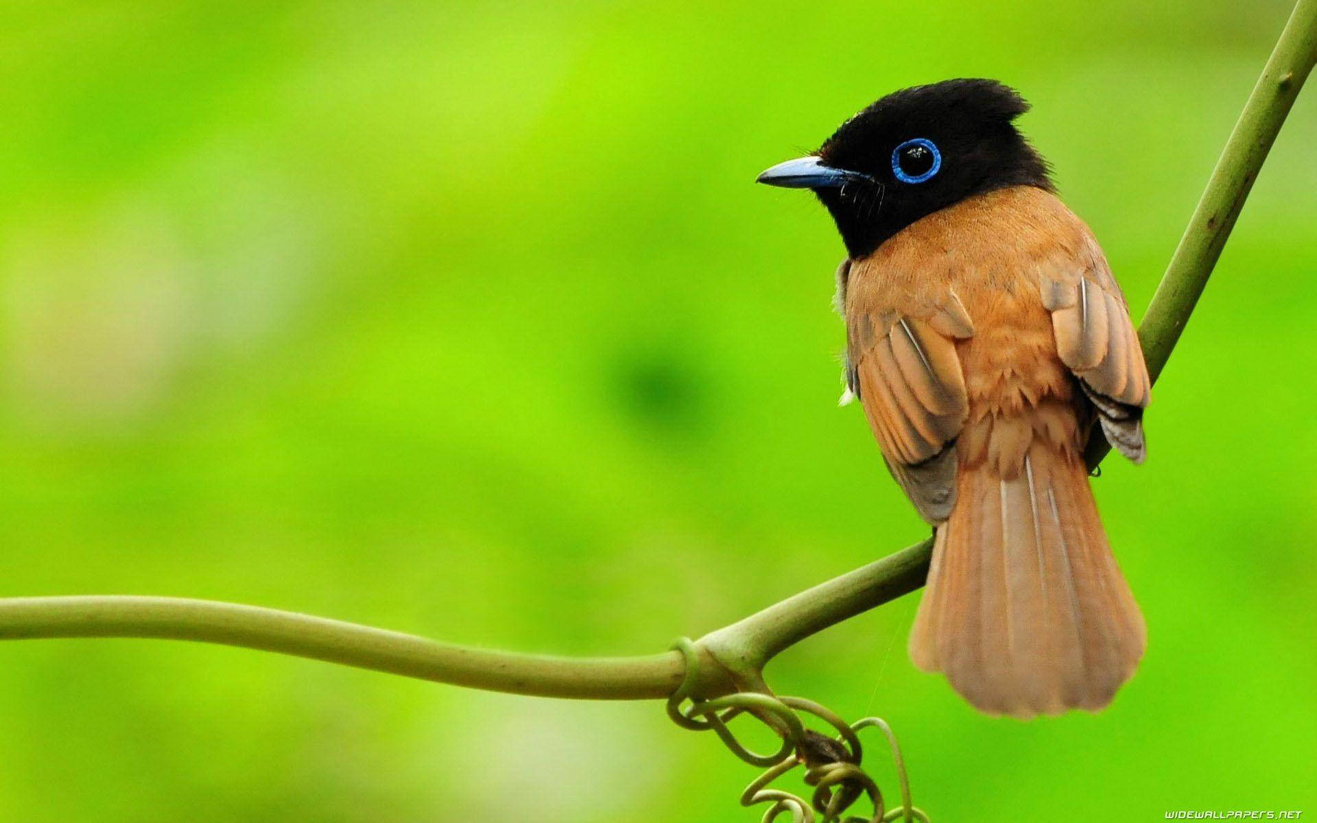 1920x1080 Hd Birds Red-bellied Paradise Flycatcher Wallpaper