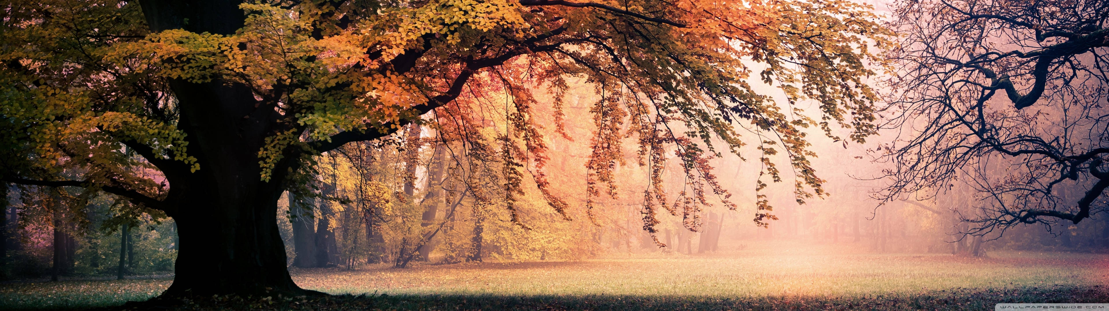 3840x1080 4k Autumn Forest Wallpaper