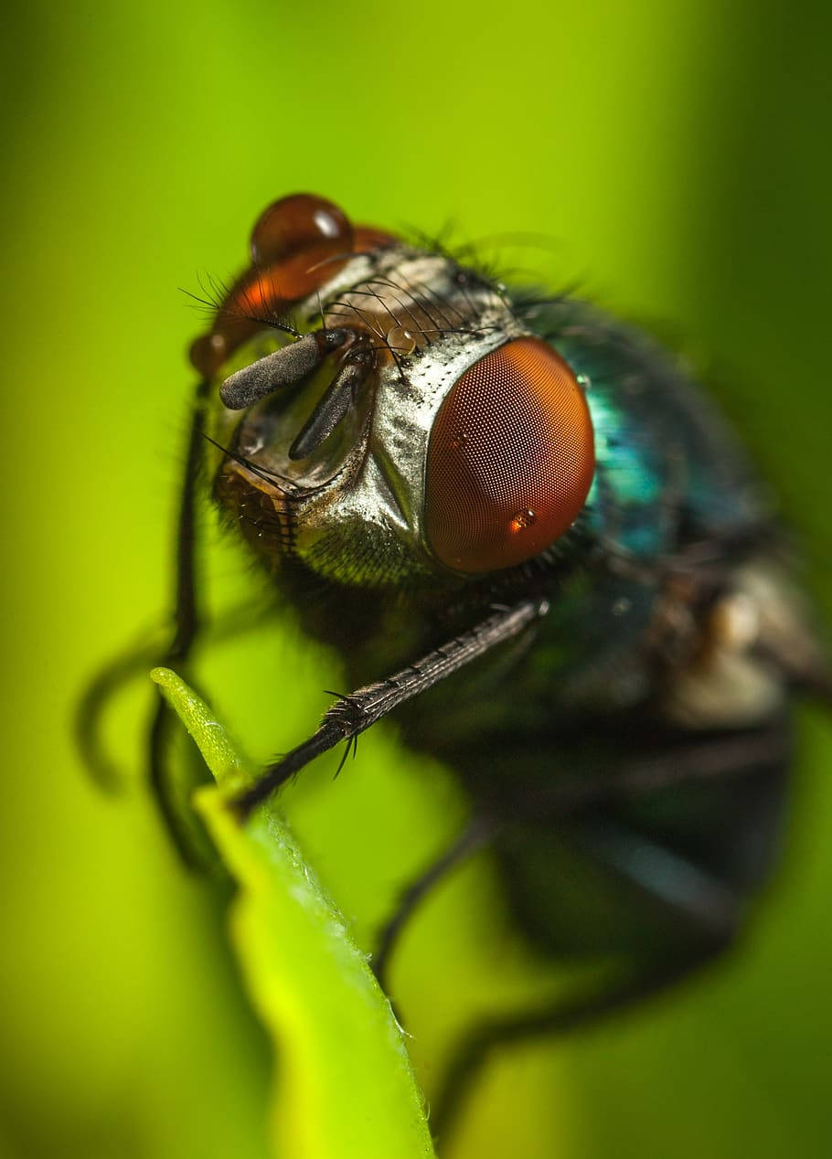 3d Fly Wallpaper