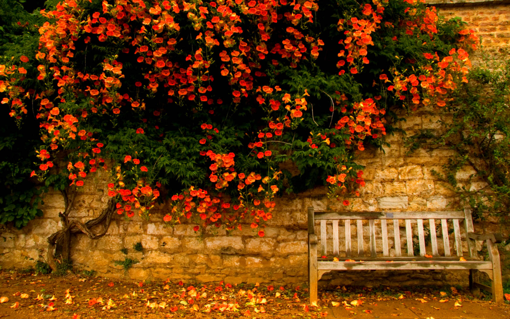 4k Autumn Flowers On Wall Wallpaper