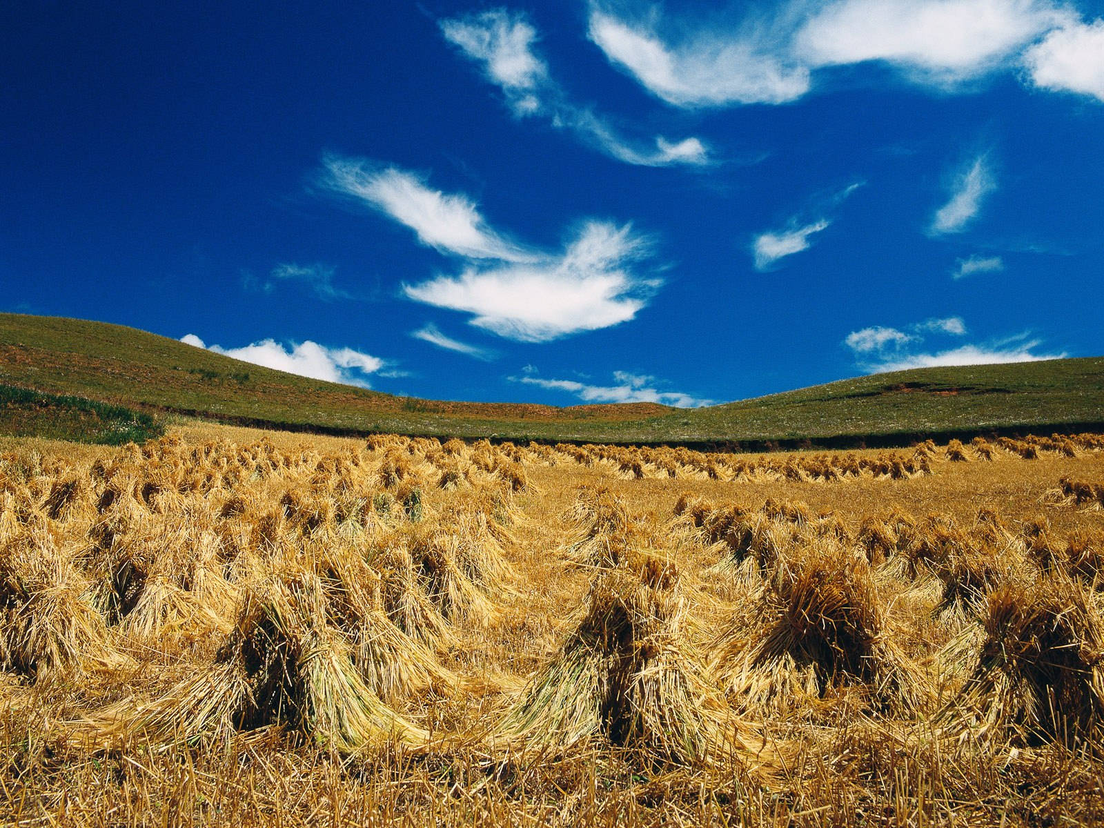 4k Autumn Sheaves On Field Wallpaper