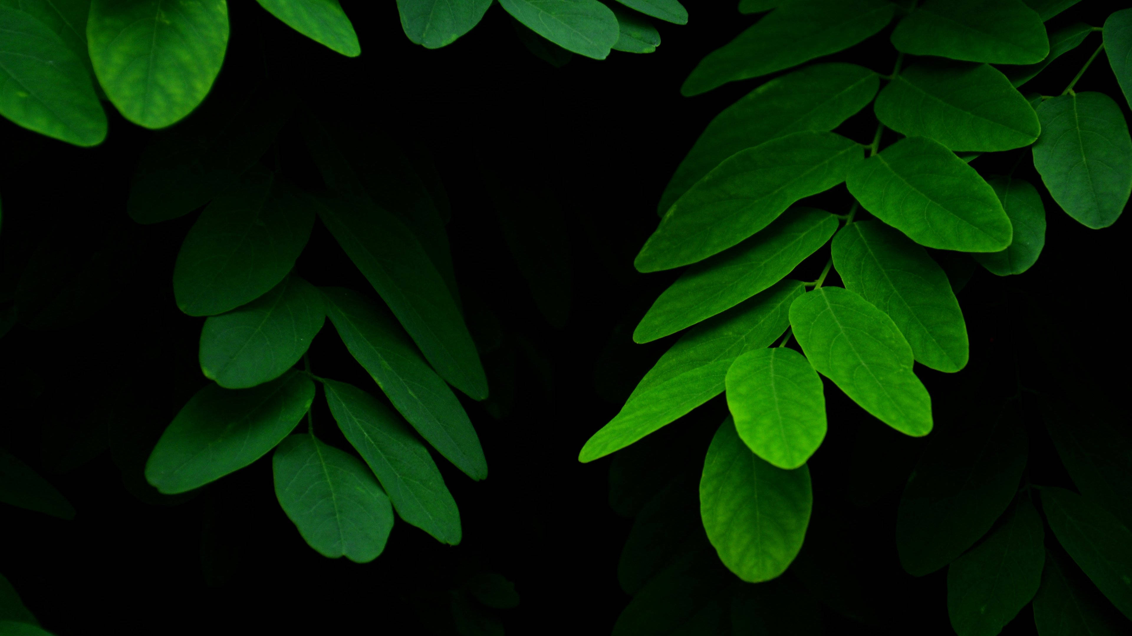 4k Green Acacia Tree Leaves Wallpaper