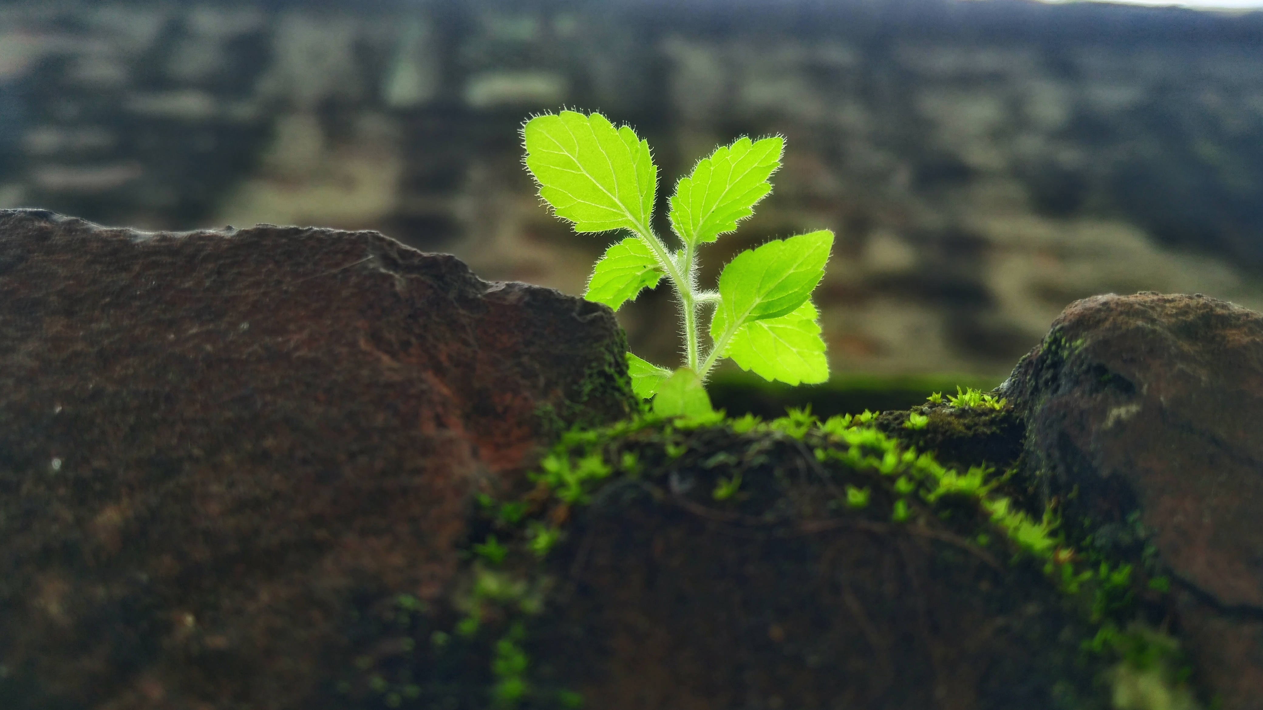 4k Green Hairy Nightshade Wallpaper