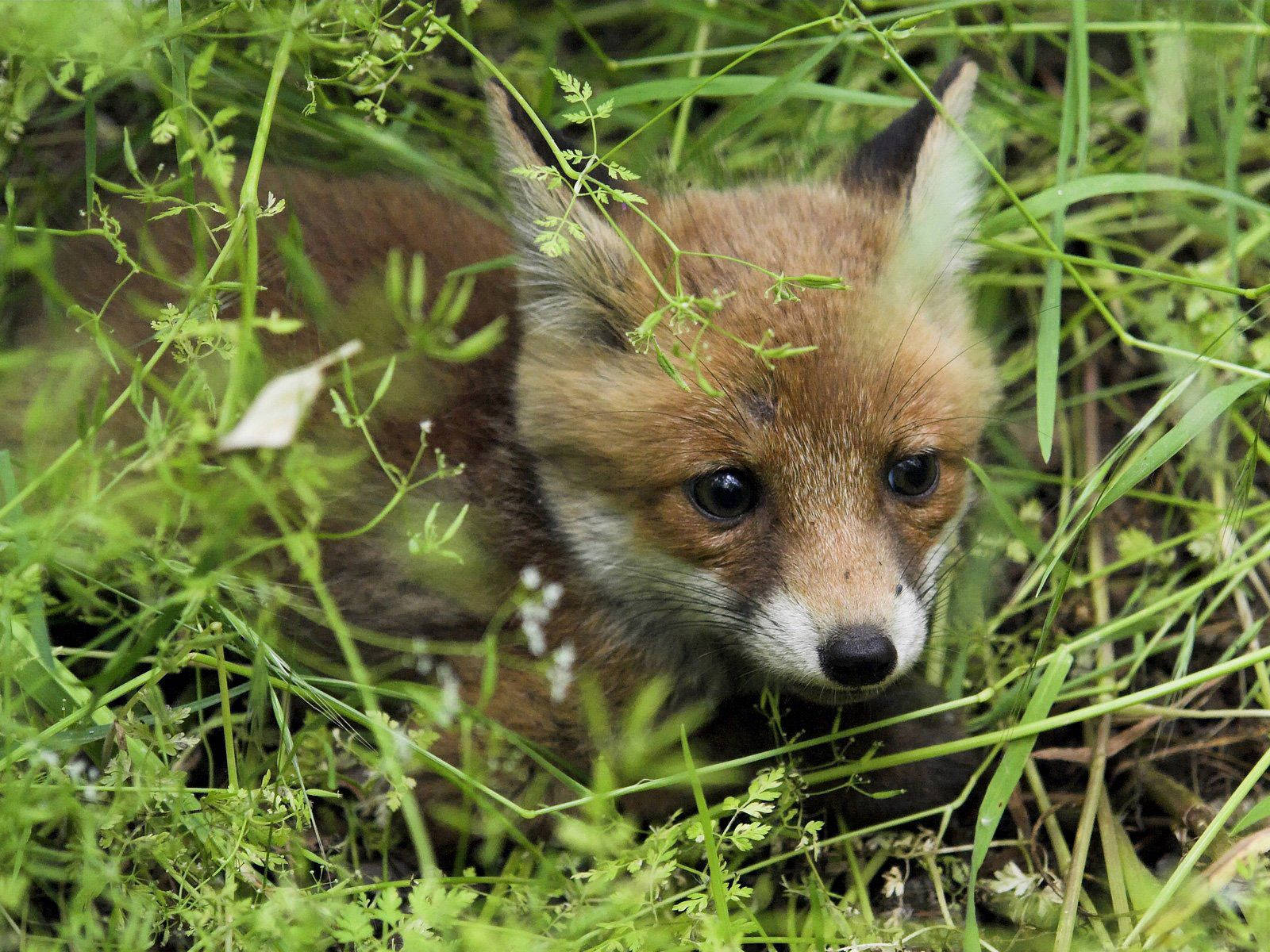 A Baby Brown Fox Hiding In The Grass Wallpaper