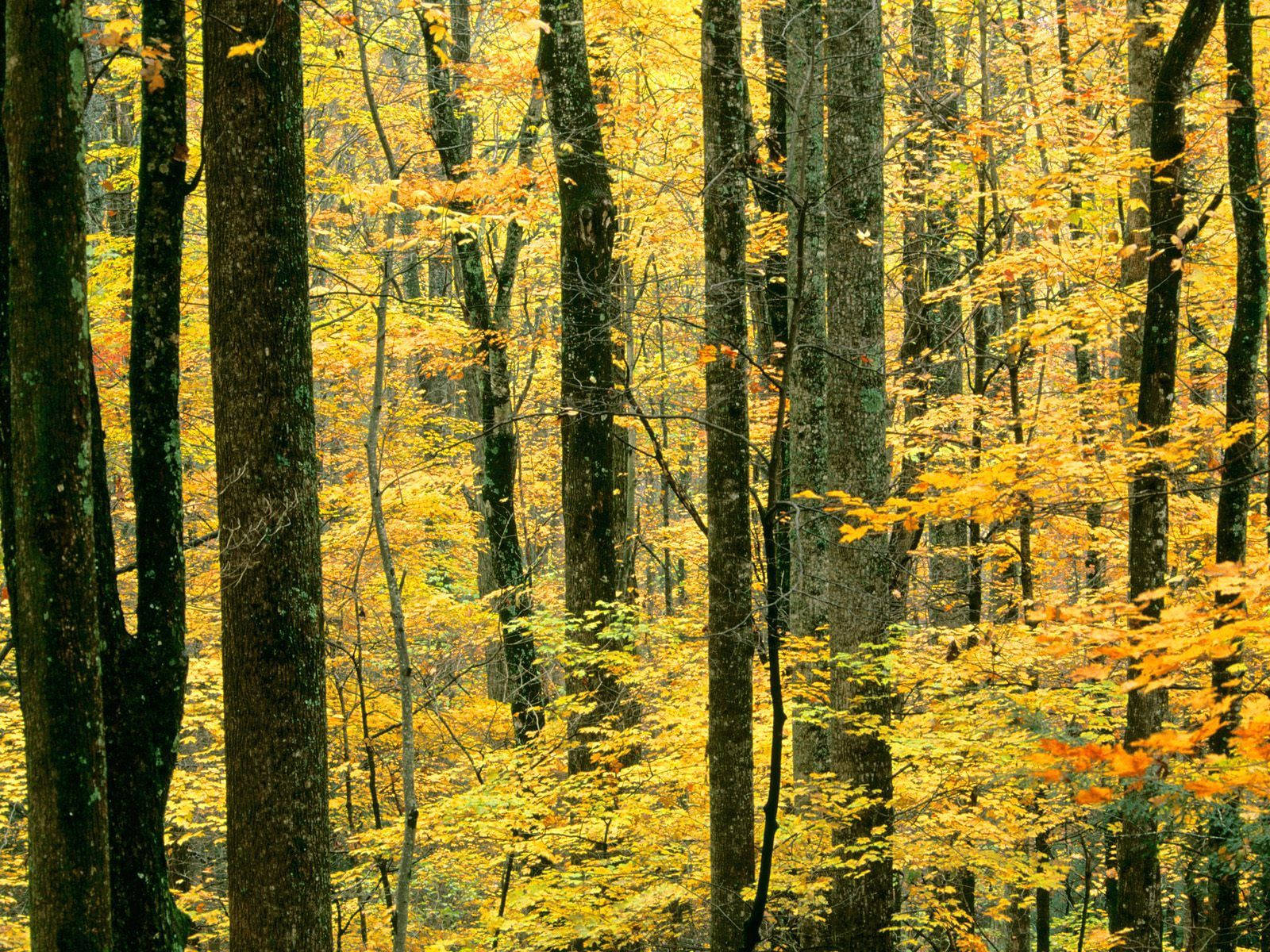 A Beautiful Autumn Yellow Forest Tree In All Its Glory Wallpaper