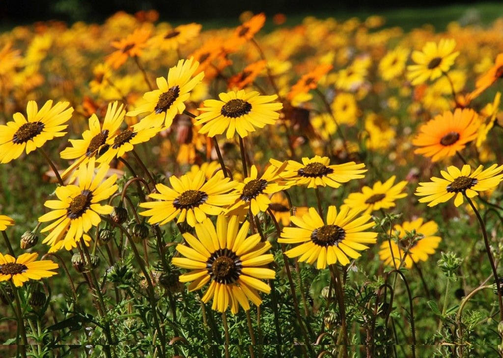 A Beautiful Bouquet Of Sunflowers And Roses Wallpaper