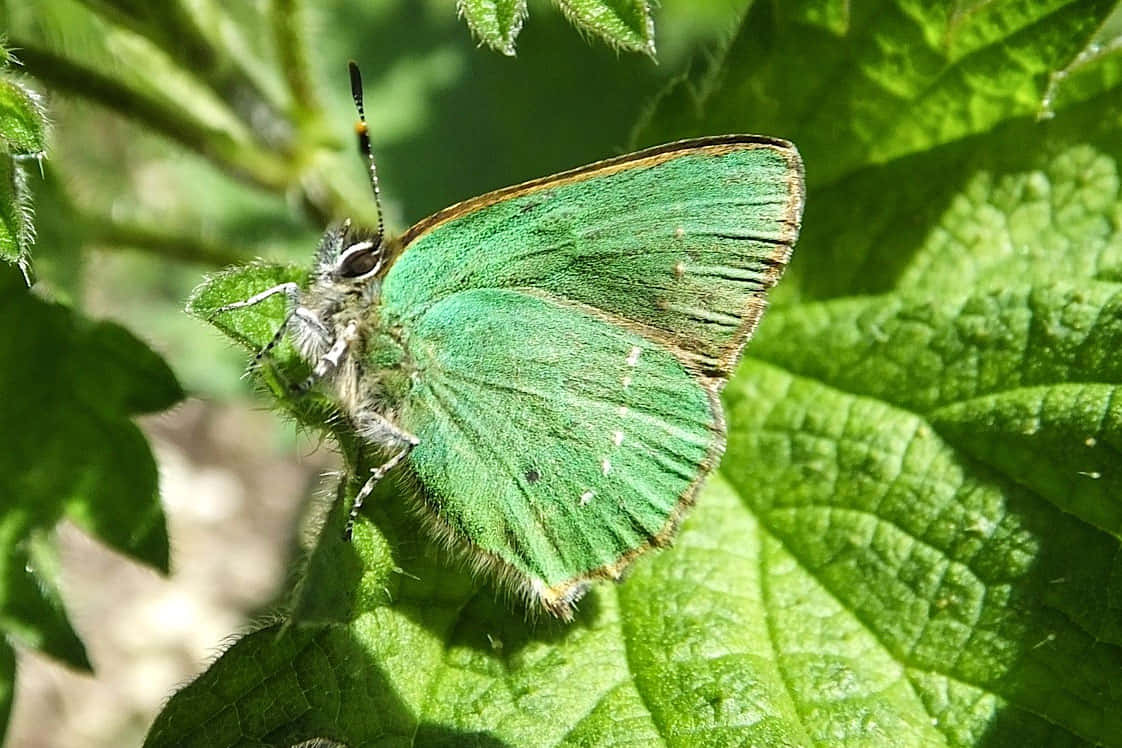 A Beautiful Green Butterfly Fluttering In A Garden On A Summer’s Day Wallpaper