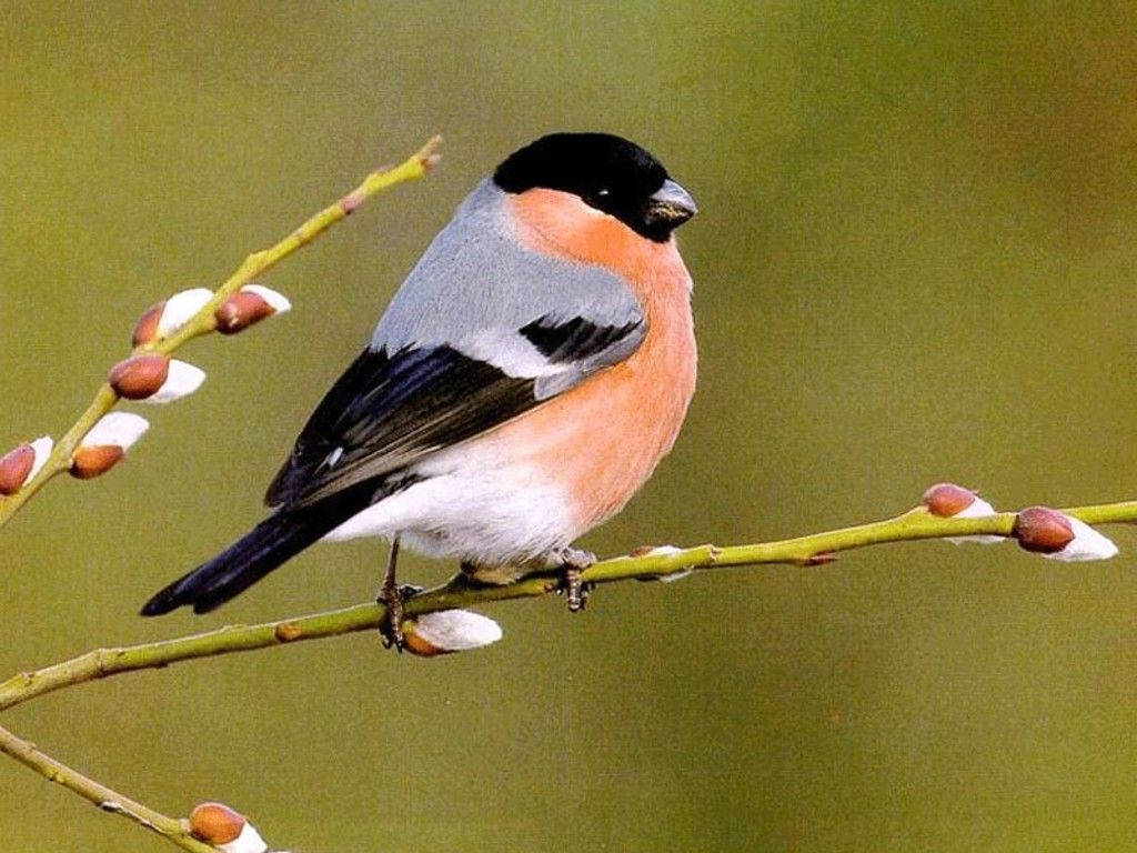 A Beautiful Orange And Black Bird Perched On A Tree Branch Wallpaper