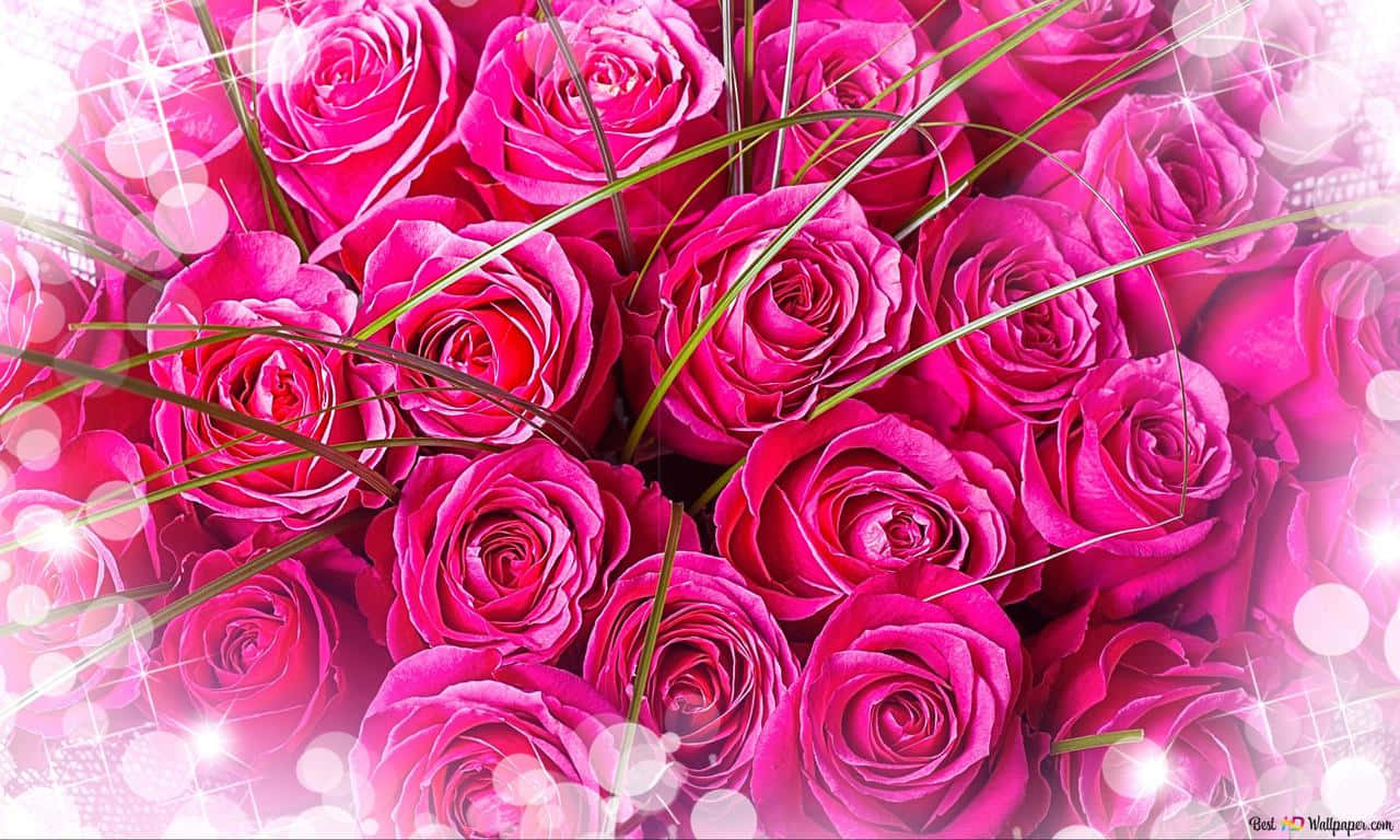 A Beautiful Pink Rose Wallpaper