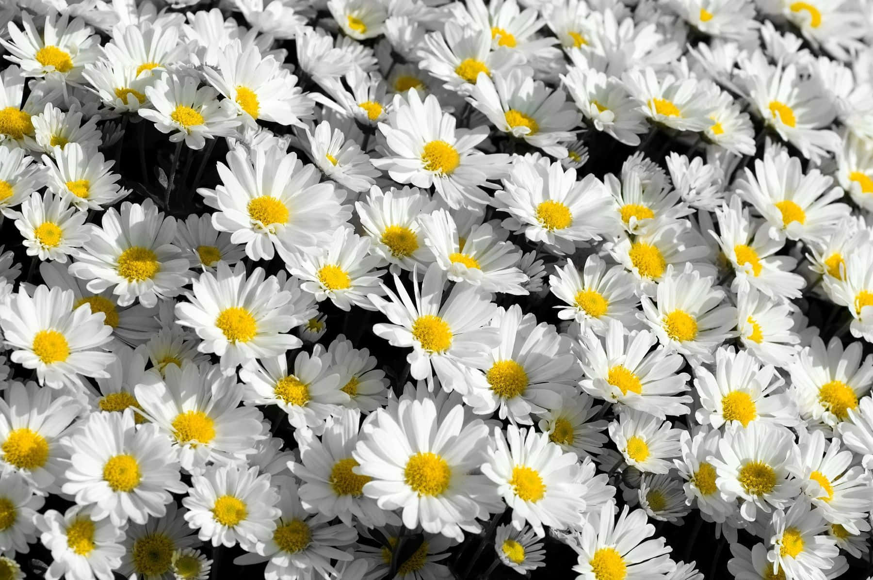 A Beautiful, Sun-drenched, Field Of Wildflowers To Add Life And Colour To Your Desktop. Wallpaper