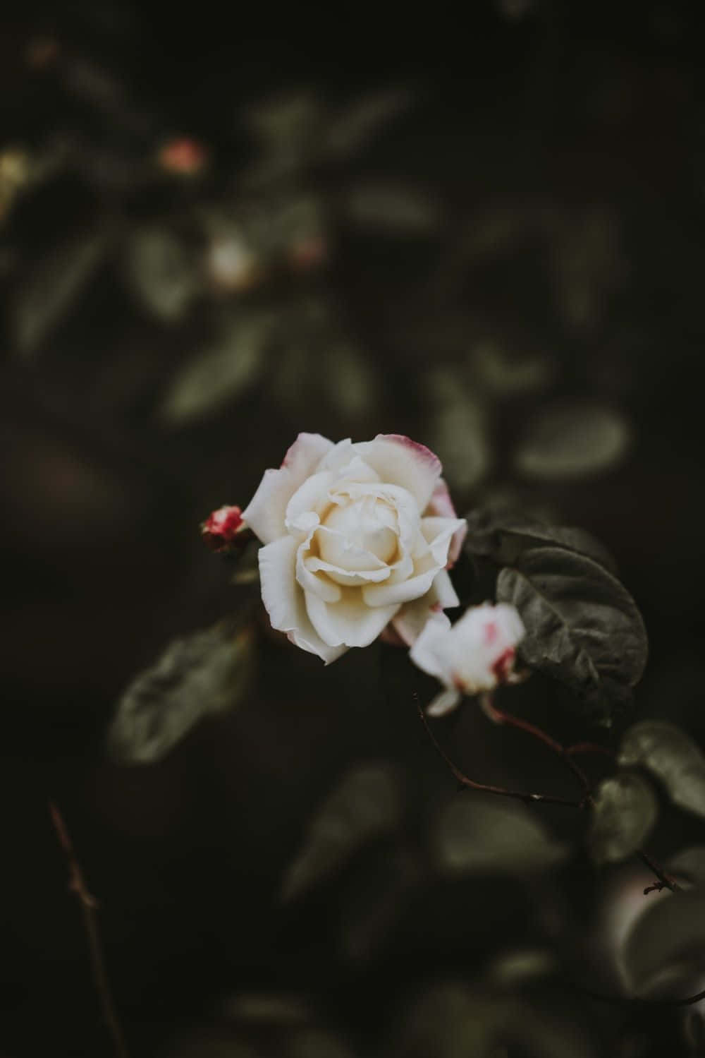 A Beautiful White Rose Surrounded By Lush Green Foliage. Wallpaper