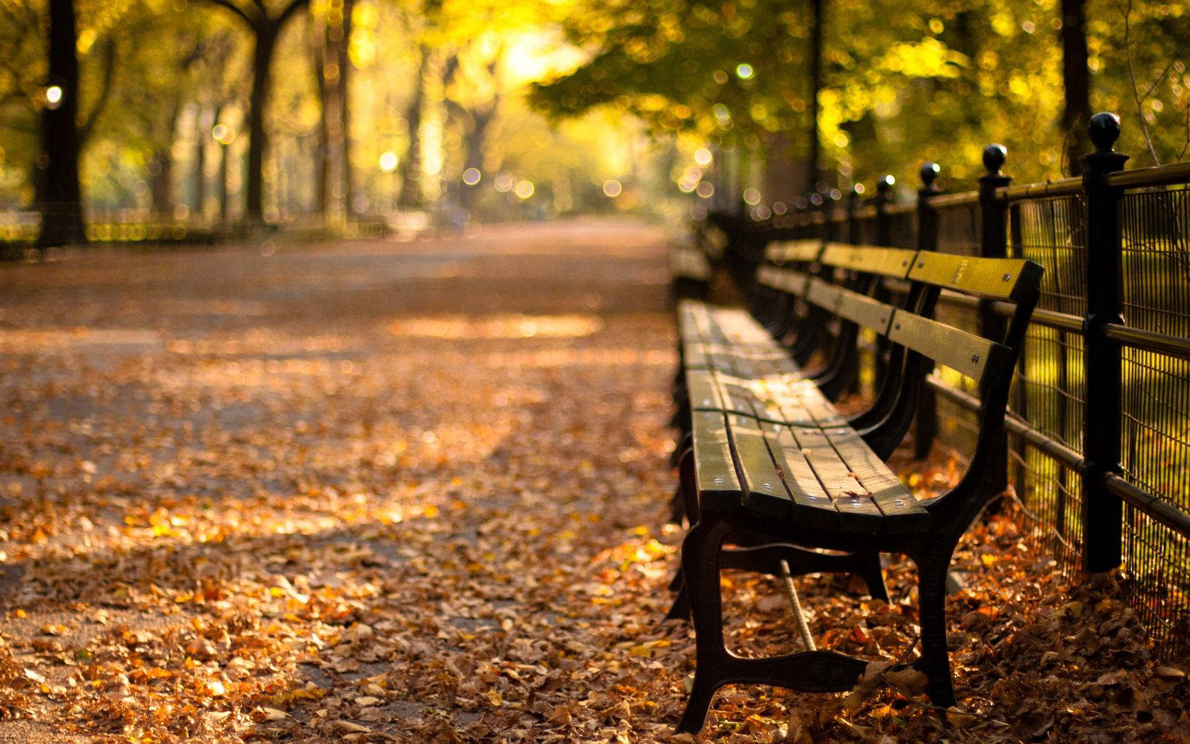 A Bench In Central Park, New York City Wallpaper