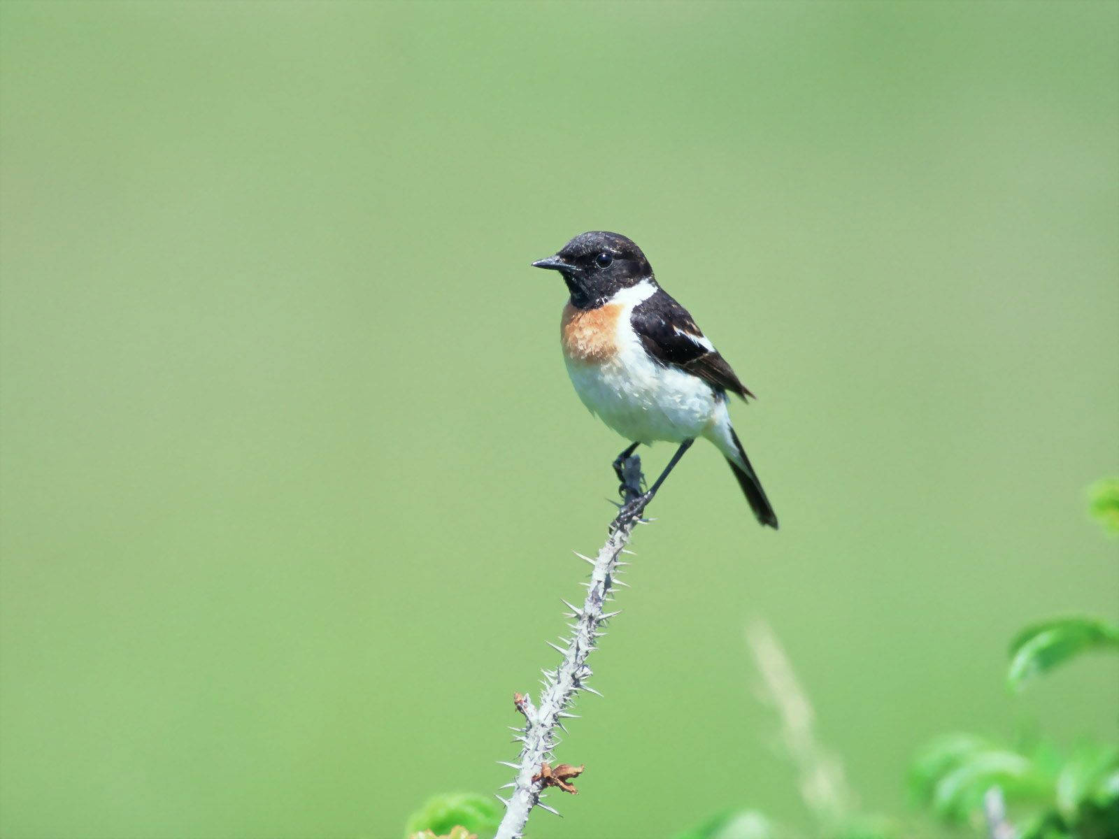 A Bird Perches On A Thorny Branch. Wallpaper