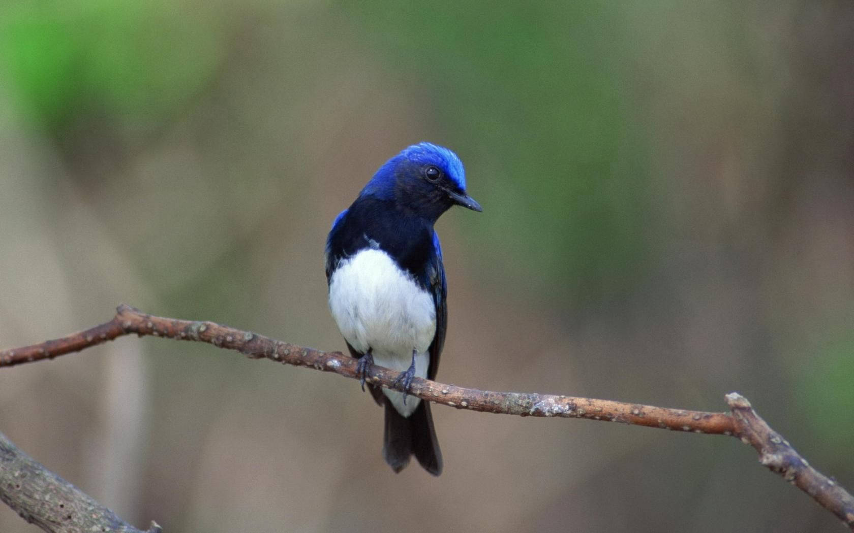 A Blue Bird Perched On A Branch. Wallpaper