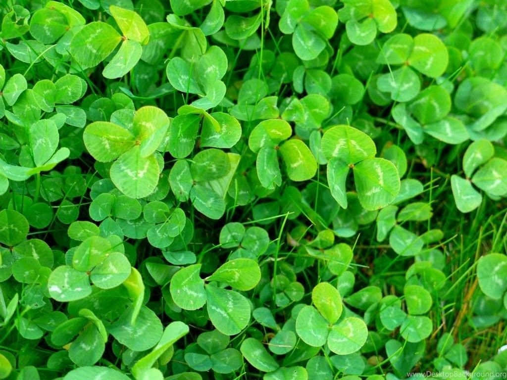 A Bright Green Shamrock Symbol Of Hope And Luck For St. Patrick's Day Wallpaper