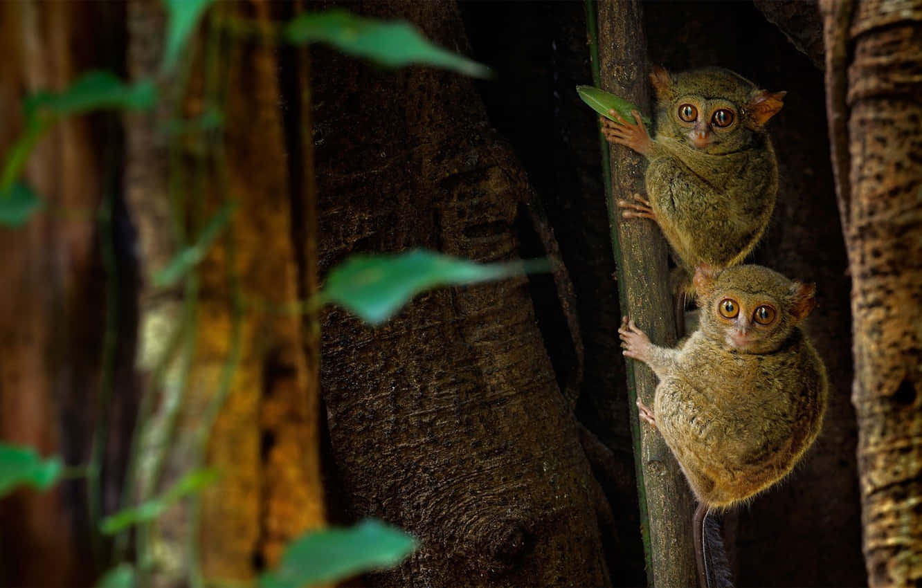 A Captivating Glimpse Of Tarsiers In Their Natural Habitat In Sulawesi. Wallpaper