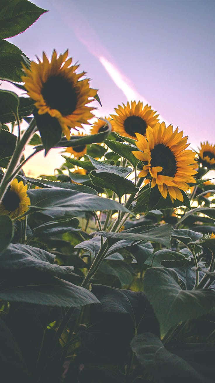 A Cheery Sunflower Smiles In The Sunshine Wallpaper