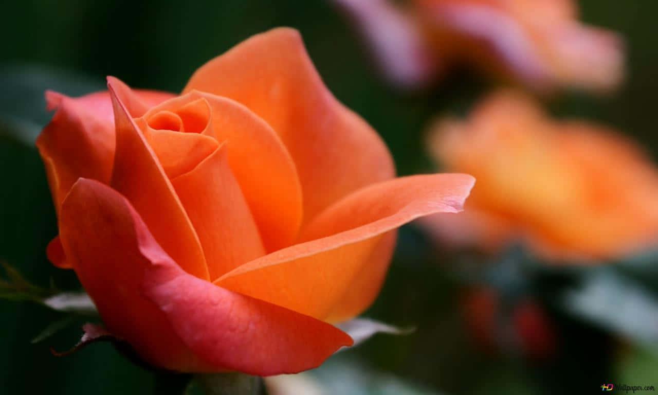 A Close-up Of A Beautiful Deep-pink Rose Wallpaper