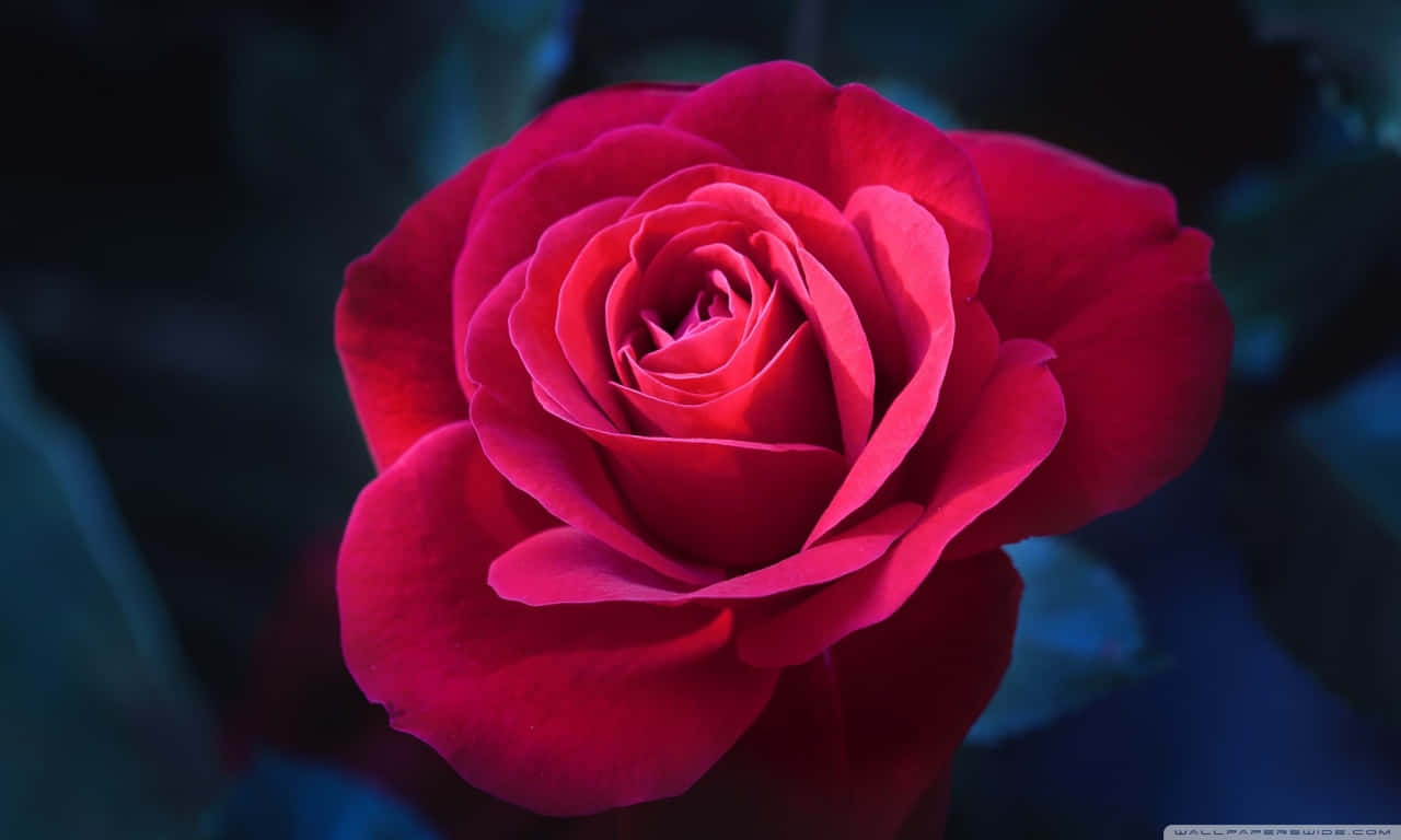 A Close-up Of A Beautiful Rose Wallpaper