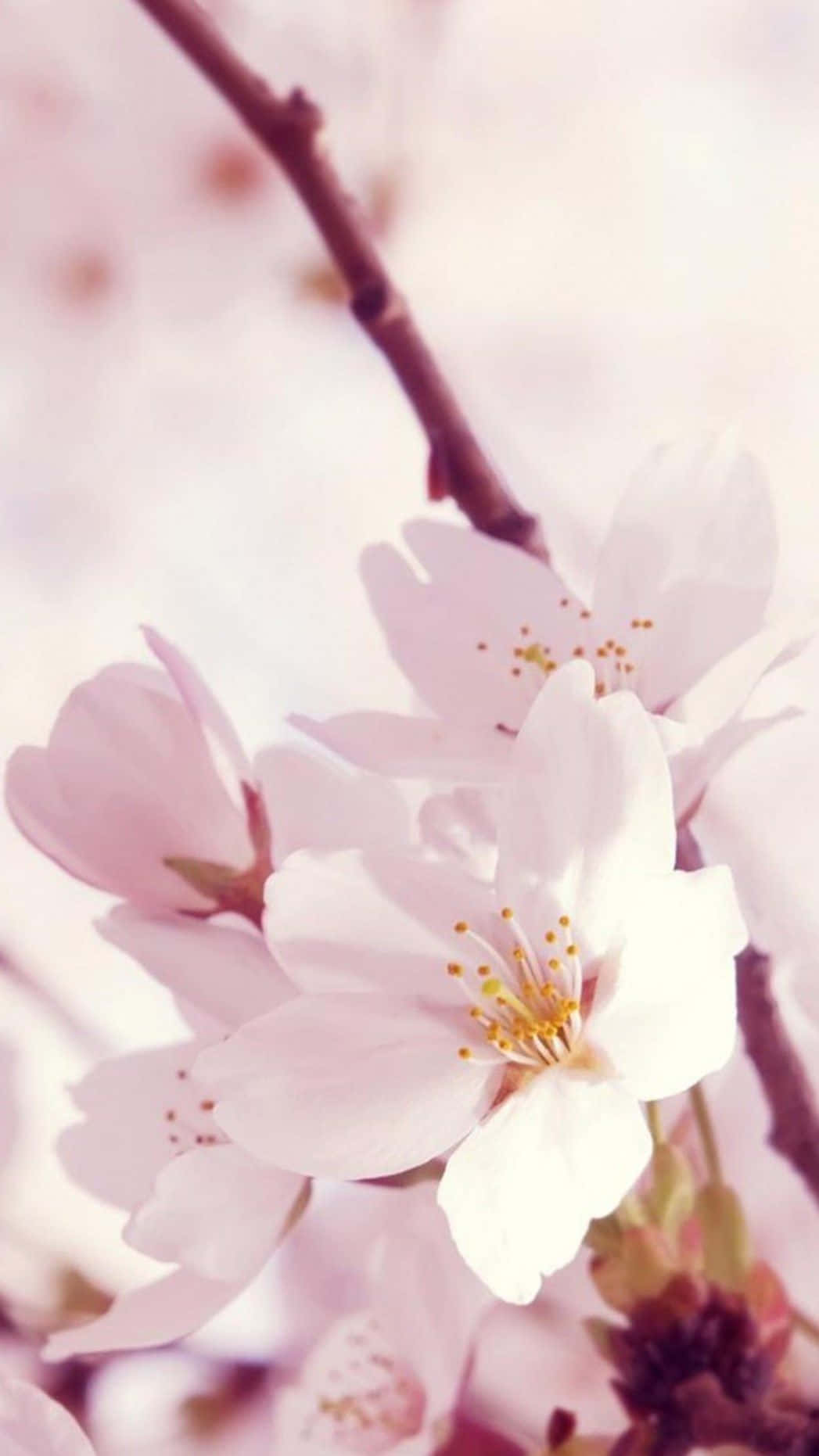 A Close Up Of A Cherry Blossom Wallpaper