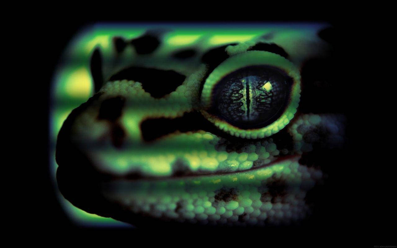 A Close-up Of A Leopard Gecko Wallpaper