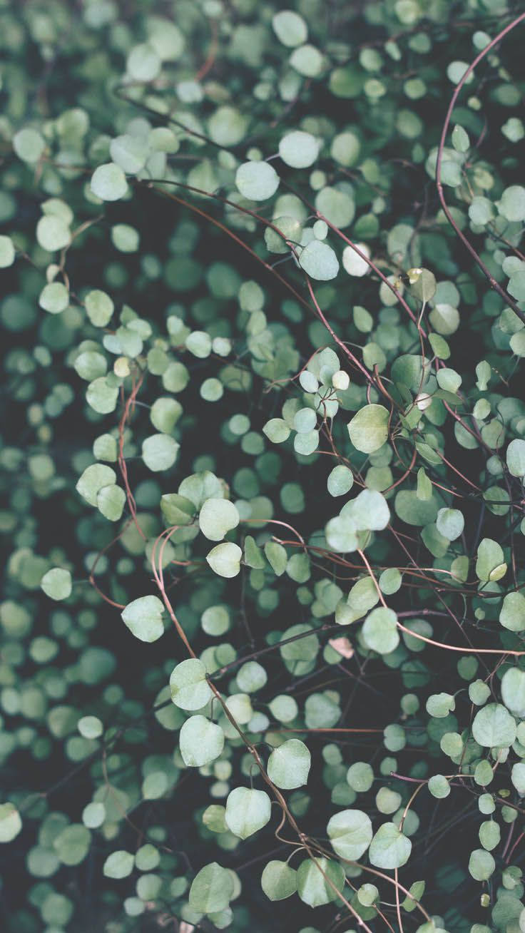 A Close Up Of A Plant With Leaves Wallpaper