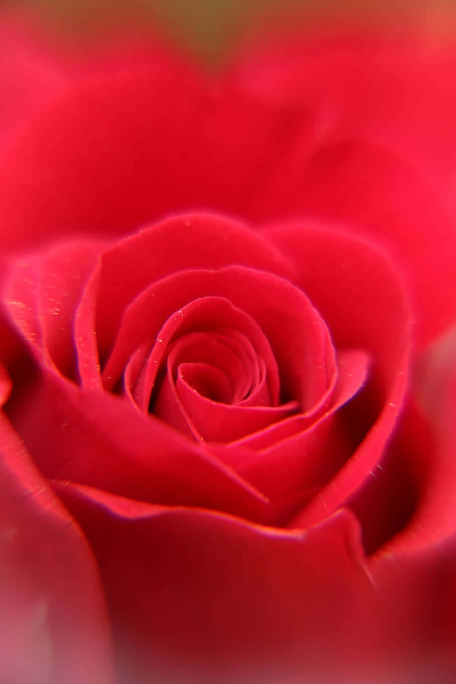 A Close Up Of A Red Rose Wallpaper