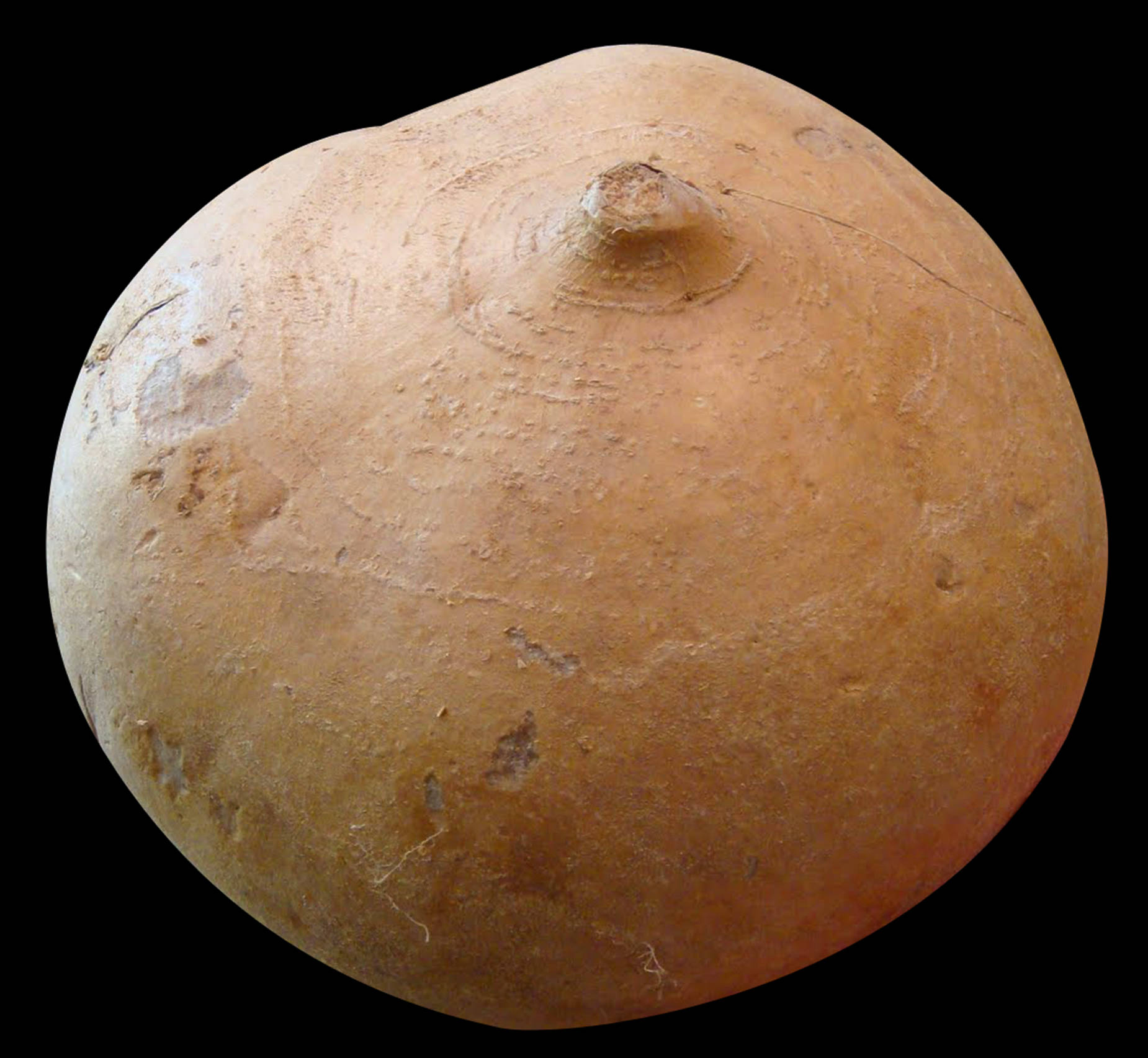 A Close-up Shot Of The Nutritious Organic Jicama Wallpaper