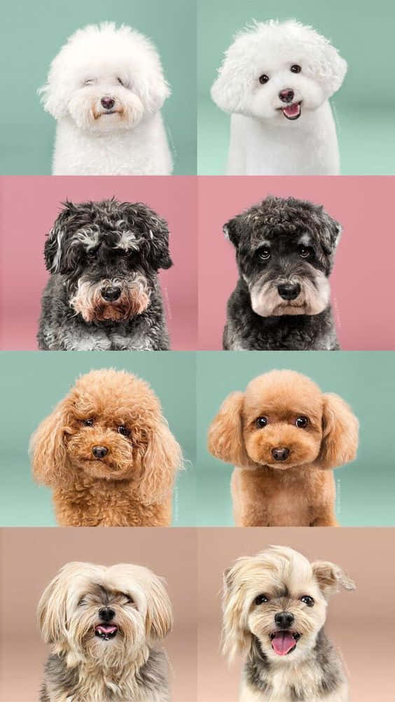 A Collage Of Different Dogs In Different Colors Wallpaper