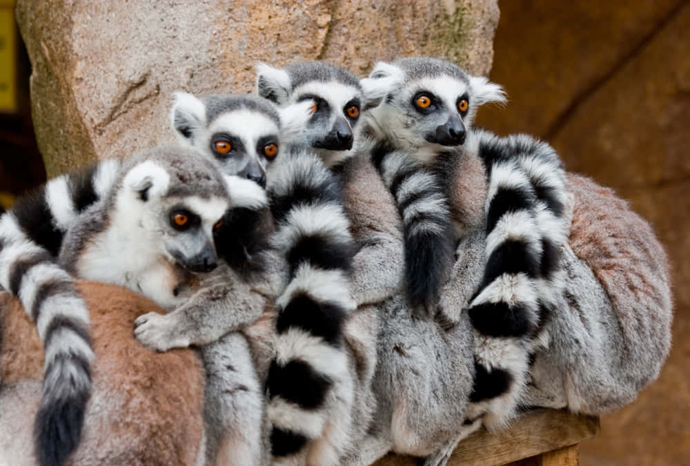 A Curious Lemur On A Vibrant, Green Backdrop. Wallpaper