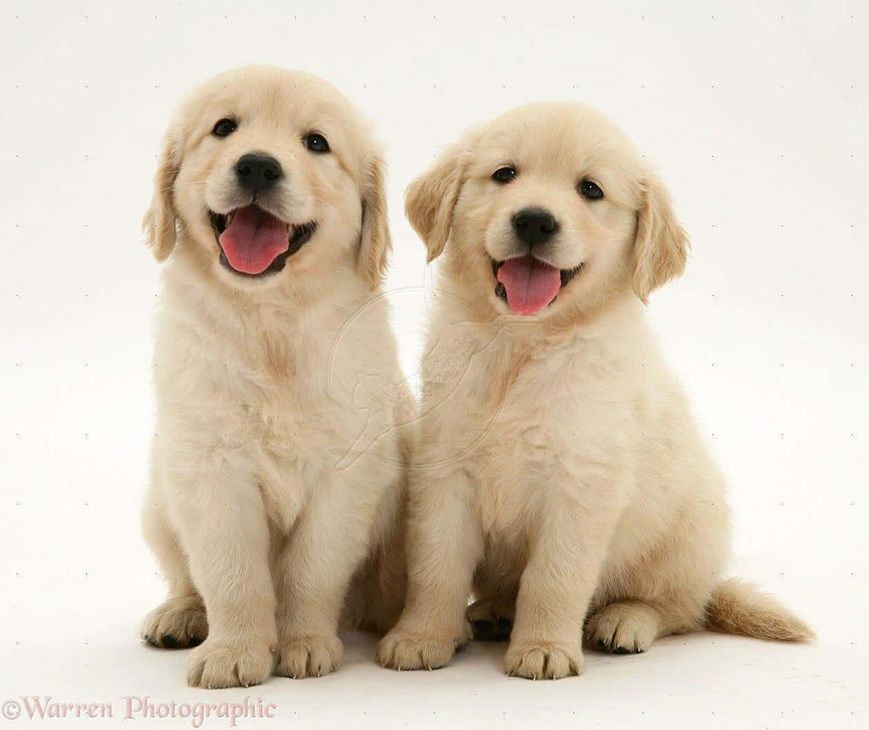 A Cute And Cuddly Golden Retriever Puppy. Wallpaper