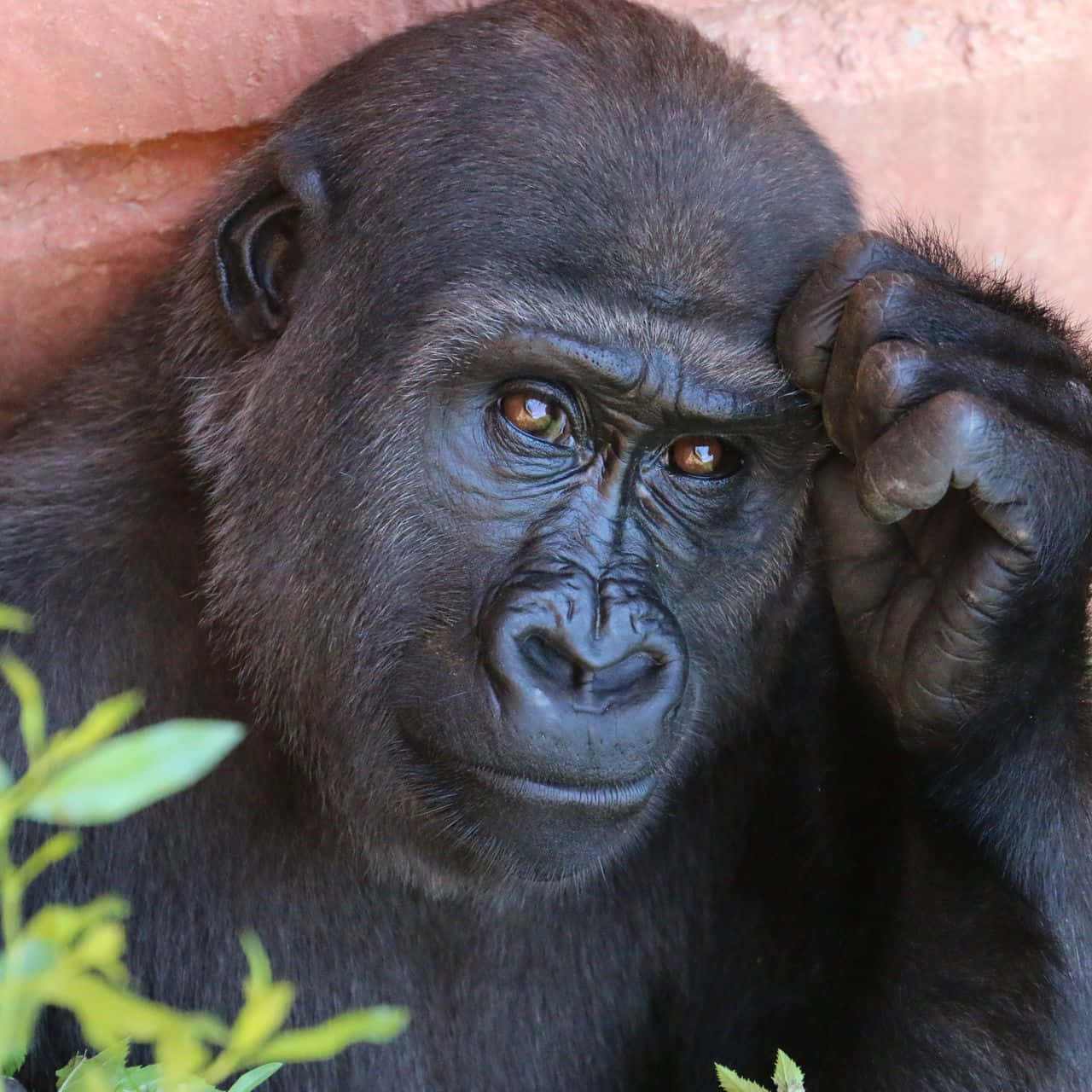 A Cute Gorilla Chewing On Some Delicious Leaves Wallpaper