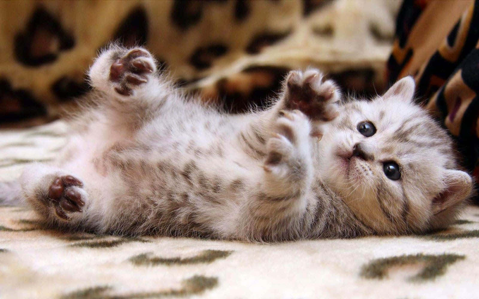 A Cute Little Orange And White Cat Curled Up On The Desktop Wallpaper