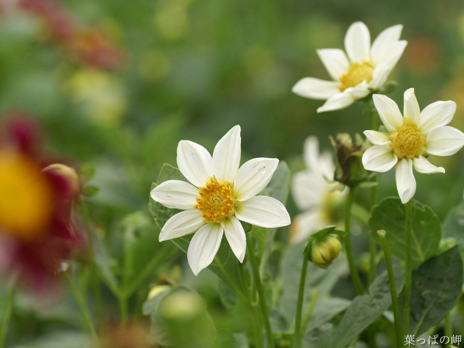 A Delicate White Flower Wallpaper