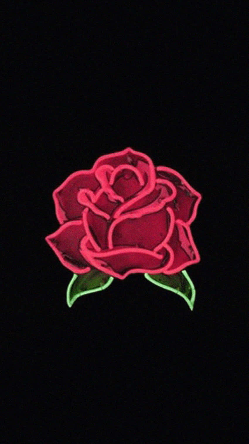 A Delicately Beautiful Pink Rose. Wallpaper