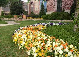 A Field Of Blooming Pansy Flowers Wallpaper