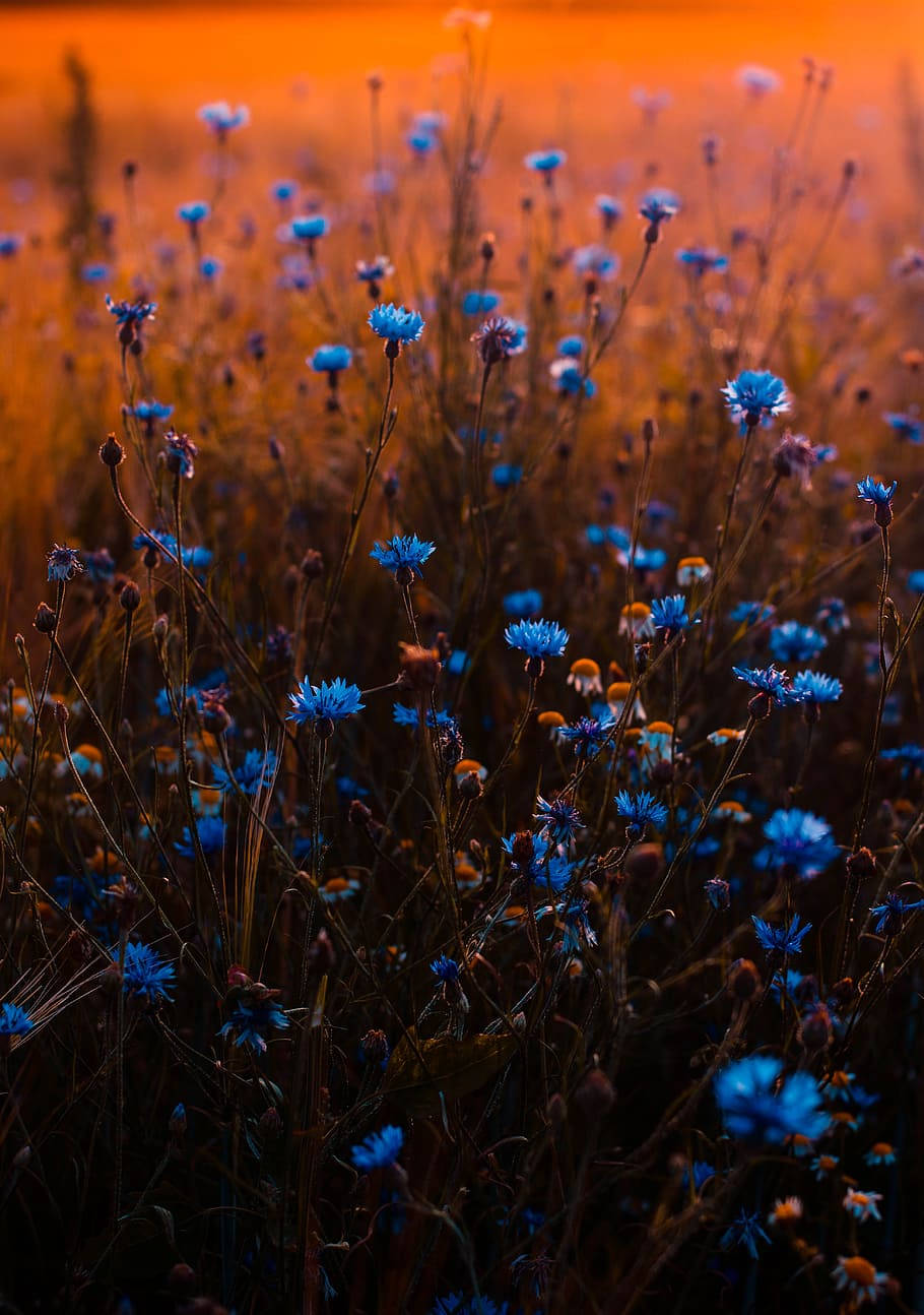 A Field Of Blue Flower Iphone Wallpaper